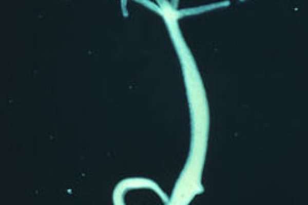 Kraken 15 at